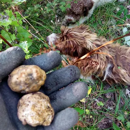 Nido Delle Rondini Ristorante Pizzeria Hotel Fallo