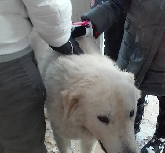 فندق Nido Delle Rondini Ristorante Pizzeria 3*