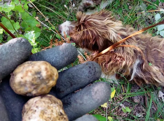 Nido Delle Rondini Ristorante Pizzeria فندق Fallo